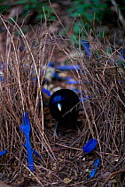 Satin bowerbird in bower decorated with collected blue plastic items. Bower built to attract mate, Lamington NP, Queensland, Australia