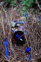 Male Satin bowerbird in bower {Ptilonorhynchus violaceus} decorating bower with blue objects to attract female mate, Lamington NP, Queensland, Australia