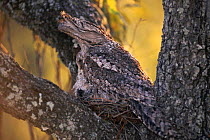 Well camouflaged Tawny frogmouth bird on nest {Podargus strigoides} Queensland, Australia