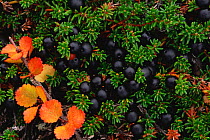 Crowberry plant with fruit {Empetrum nigrum} Chukotka, Russia