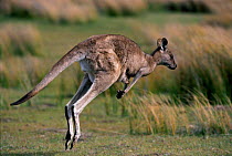 Eastern grey kangaroo hopping {Macropus giganteus}, Australia