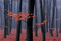 European beech woodland in late autumn / winter mist. Netherlands