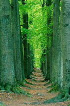 Avenue of European beech trees in woodland {Fagus sylvatica} Netherlands