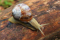 Edible snail {Helix pomatia} Netherlands