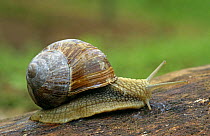 Edible snail (Helix pomatia) Netherlands