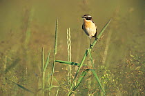 Whinchat perched on grass {Saxicola ruberta} Netherlands