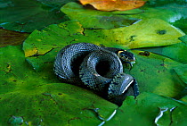Grass snake {Natrix natrix} on Waterlily leaves Netherlands