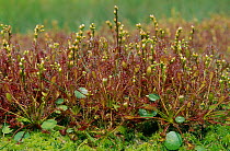 Long leaved sundew plants, wetland, Netherlands