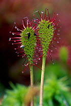 Long leaved sundew plant {Drosera intermedia} with trapped flies, Netherlands