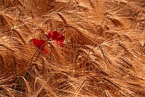 Common poppy {Papaver rhoeas} flowering in field of ripe barley, Netherlands
