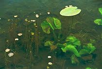 Water lily leaves {Nymphae sp} and other freshwater aquatic plants growing in dyke, Netherlands