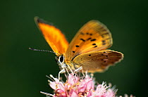 Scarce copper butterfly {Lycaena virgaureae} at rest on flower, Austria