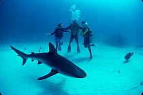 Father and sons observe Caribbean reef shark. {Carcharhinus perezi} Bahamas. Model released. Model released.