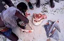 Removing jaws and fins from Tiger shark for commercial sale. Zanzibar, Tanzania