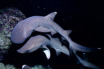 Whitetip reef sharks hunt Surgeonfish over coral at night {Triaenodon obesus} Cocos Is, Pacific Ocean