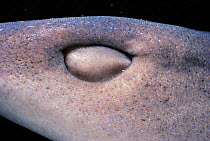 Whitetip reef shark eye protected by nictating membrane {Triaenodon obesus} Cocos Is, Costa Rica, Pacific Ocean