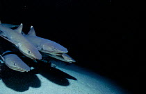 Whitetip reef shark pack hunting at night {Triaenodon obesus} Cocos Is, Costa Rica, Pacific Ocean