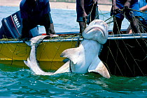 Tiger shark pulled aboard boat from anti-shark net {Galeocerdo cuvieri} Durban, S Africa Model released.