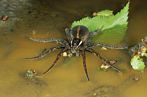 Raft spider female on water {Dolomedes fimbriatus} Dorset England UK