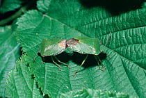 Green shield bugs mating {Palomena prasina} England UK