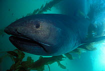 Megamouth shark off California USA {Megachasma pelagios} Pacific