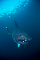 Megamouth shark portrait, off California USA {Megachasma pelagios} Pacific