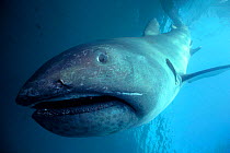 Megamouth shark off California, USA {Megachasma pelagios} Pacific