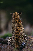 Rear view of leopard sitting {Panthera pardus} Masai Mara, Kenya
