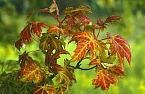 Black oak leaves in Autumn (Fall) {Quercus velutina}, Wisconsin, USA