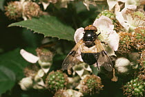 Hoverfly {Volucella pellucens} on Bramble flower, UK