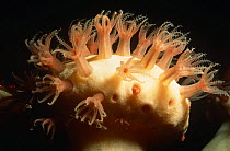 Mushroom coral feeding at night (Anthomastus ritteri), Pacific, California, USA