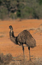 Emu portrait {Dromaius novaehollandiae} in arid red sand landscape, Western Queensland, Australia