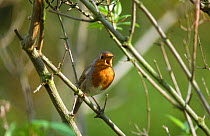 Robin singing {Erithacus rubecula} Kent, UK