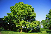 English / Common oak tree {Quercus robur} Ashton Court Park, Bristol, UK