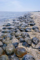 Horseshoe crabs spawning on beach {Limulus polyphemus} Delaware bay, USA