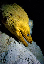 Green moray eel {Gymnothorax funebris} Caribbean