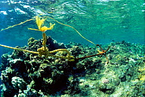 Ship's anchor damaging coral reef at one metre depth. Red Sea