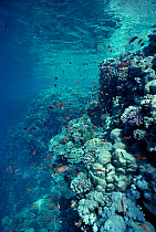 Coral reef with school of Anthias fish {Anthias squamipinnis} Red Sea, Egypt