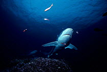 Silvertip shark at cleaning station. Cocos Is, Costa Rica {Carcharhinus albimarginatus}