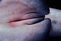 Whitetip reef shark {Triaenodon obesus} claspers (penis)  Cocos Is, Costa Rica