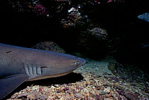 Whitetip reef shark {Triaenodon obesus} being cleaned by Banded cleaner goby fish. Cocos Is, Pacific Costa Rica