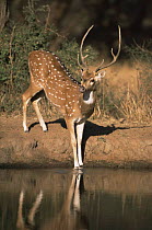 Portrait of male Chital / Spotted deer {Axis axis}, Sariska National Park, Rajasthan, India