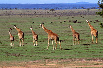Family of Maasai giraffe on open plains {Giraffa camelopardalis}, Masai Mara Game Reserve, Kenya, East Africa