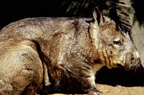 Northern hairy nosed wombat {Lasiorhinus kreffti}, Queensland, Australia