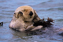 Portrait of Sea otter {Enhydra lutris} resting at surface, Monterey, California, USA