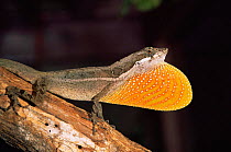 Anole lizard {Norops ortoni} male displaying, Captive, Ecuador. Dewlap