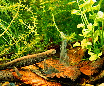 Crested newt female next to recently shed skin {Triturus cristatus} Essex, UK