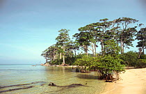 Littoral tropical rainforest on coast, Wandoor Marine NP, Andaman Islands, Indian Ocean.