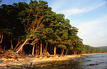 Littoral tropical rainforest of Havelock Island, Andaman Islands, Indian Ocean.