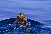 Sea otter floating in water holding young {Enhydra lutris} Alaska, USA